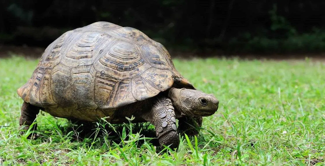 5 Best Tortoises For Beginners - Petz