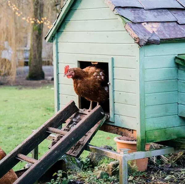 Chicken coming out of chicken coop