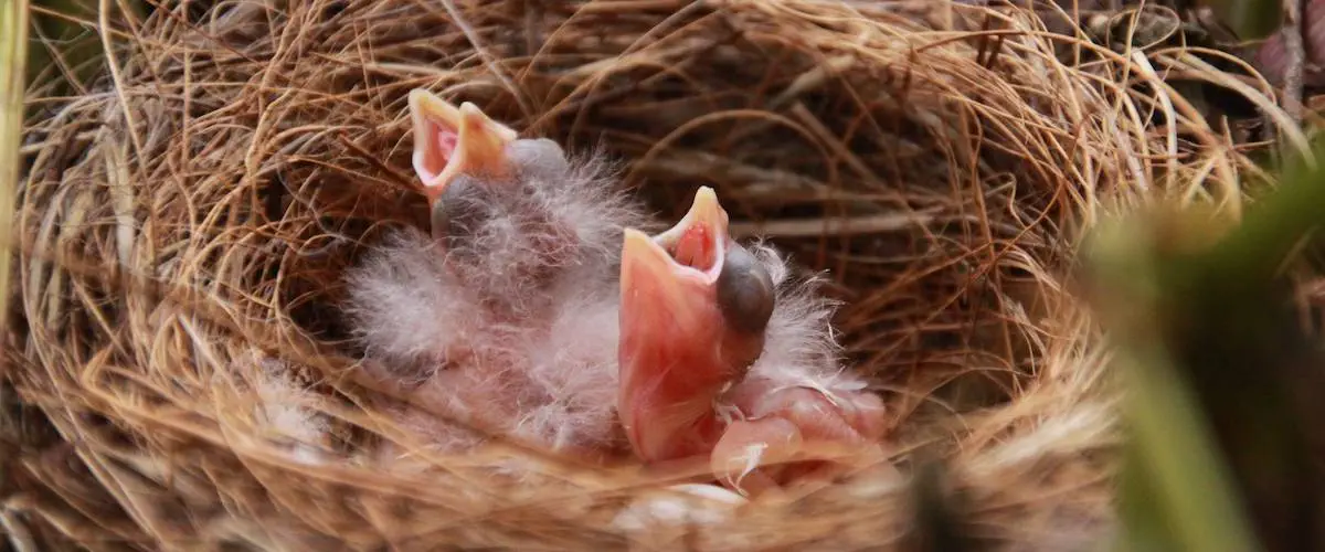 Baby Bird Fledgling