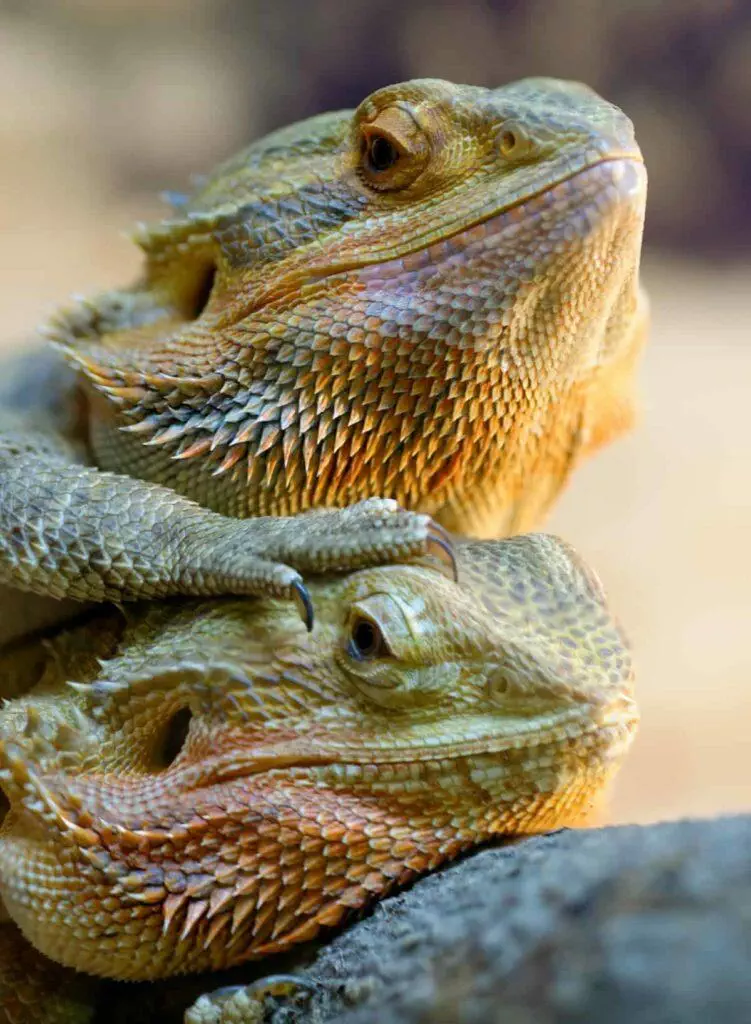 Bearded Dragon Pair Care Guide