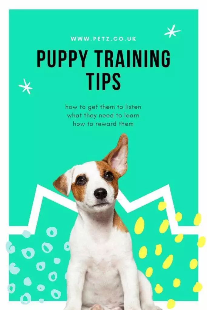 Best Puppy Training Tips