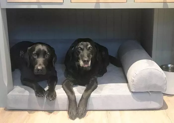 Big Dog Bed Company Review