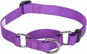 Blueberry Pet Safety Training Martingale Dog Collar