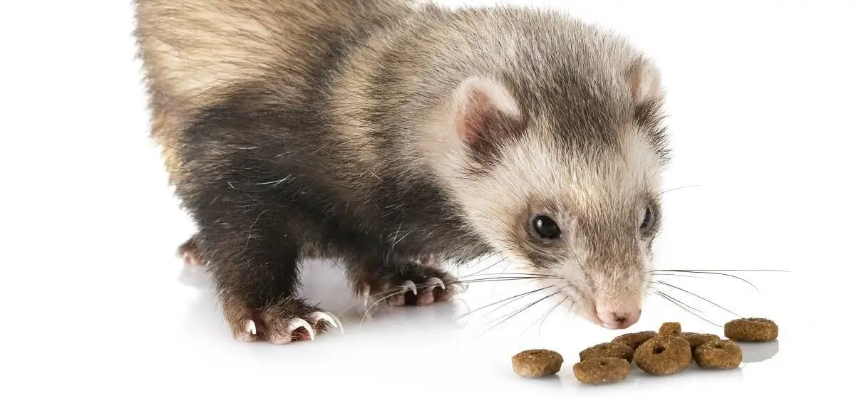 Brown Ferret Eating Ferret Food Diet