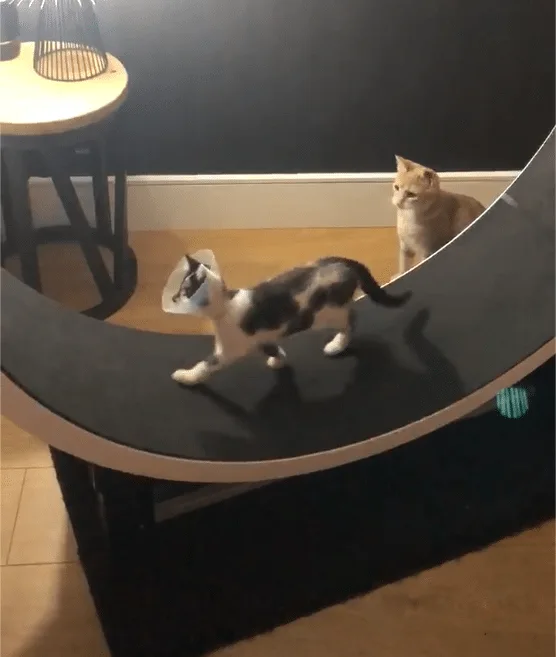 Cat Wheel