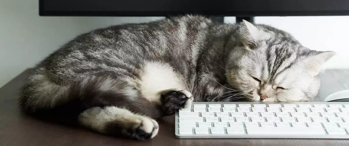 Cat Working From Home On Keyboard