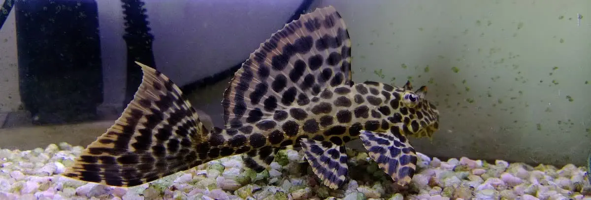 Catfish