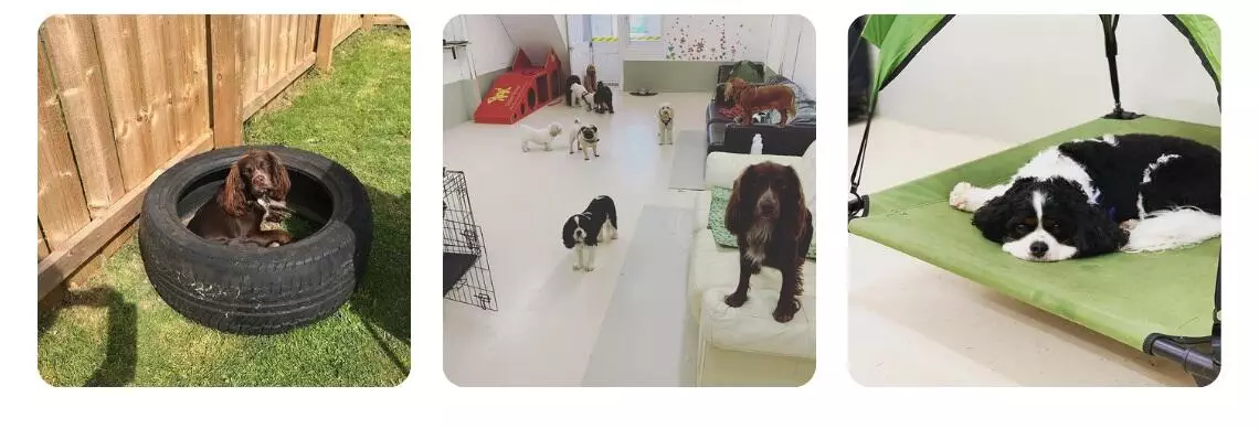 Dogs playing at Chilled Dawgz Doggy Daycare