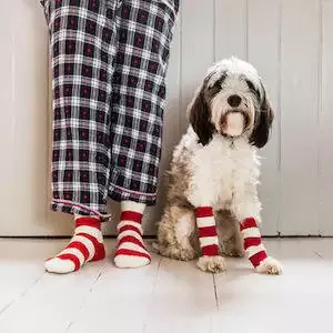 Christmas Dog Leg Warmers With Matching Human Socks