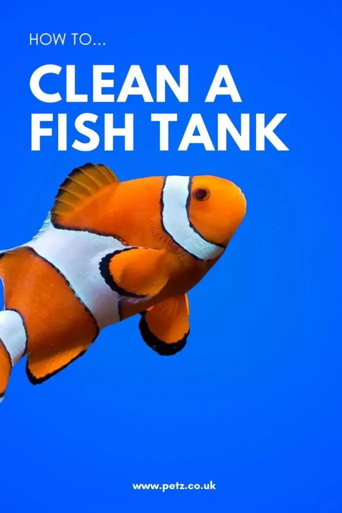 Clean Fish Tank