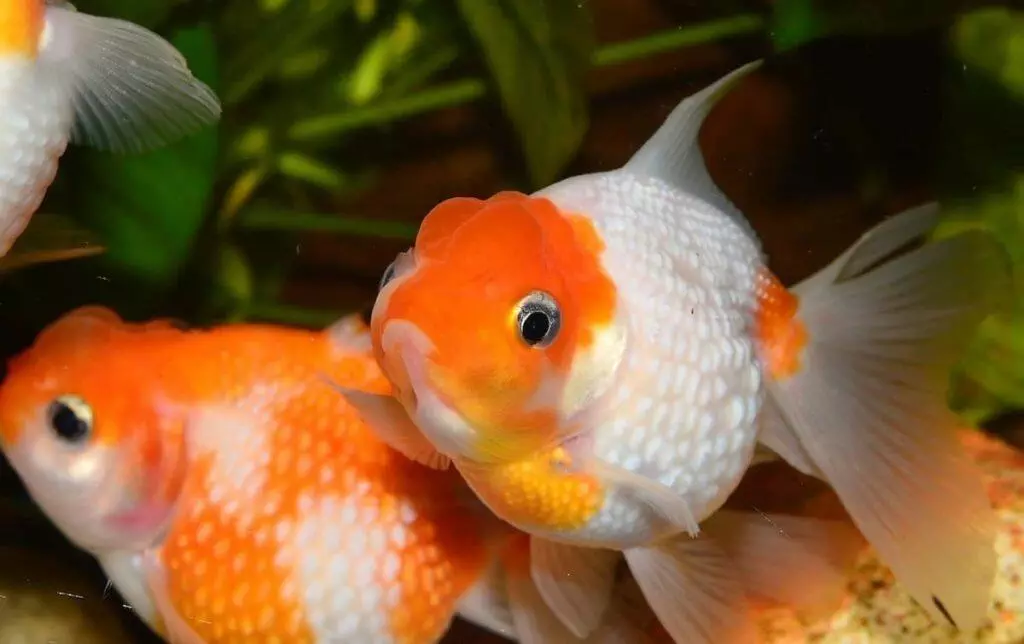 Determine Sex Of Goldfish