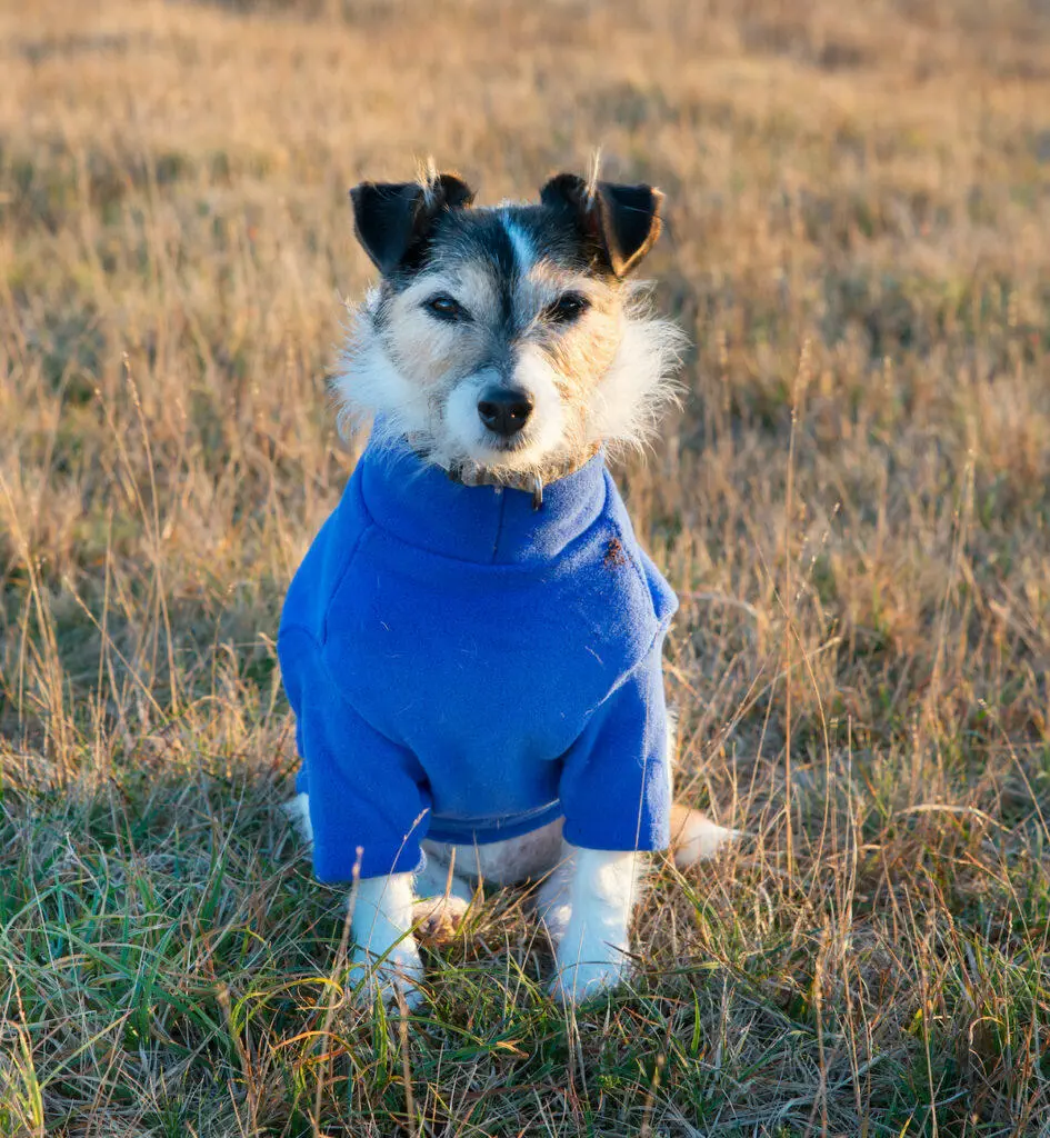 Dog Wearing Jumper