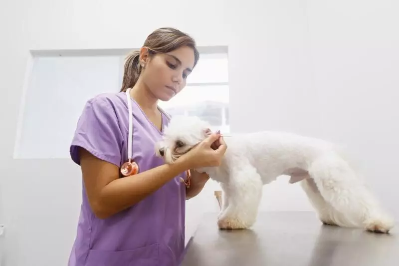 vet inspects dogs ears