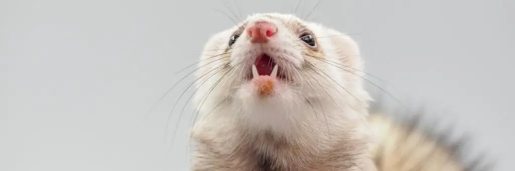 Ferret