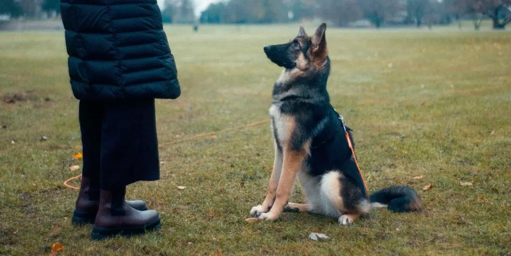 German shepherd dog being trained by a lady in a field