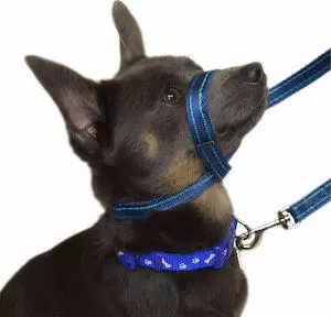Gencon Clip To Collar Dog Training Head Collar