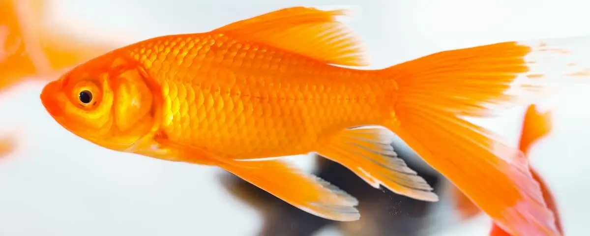 Goldfish