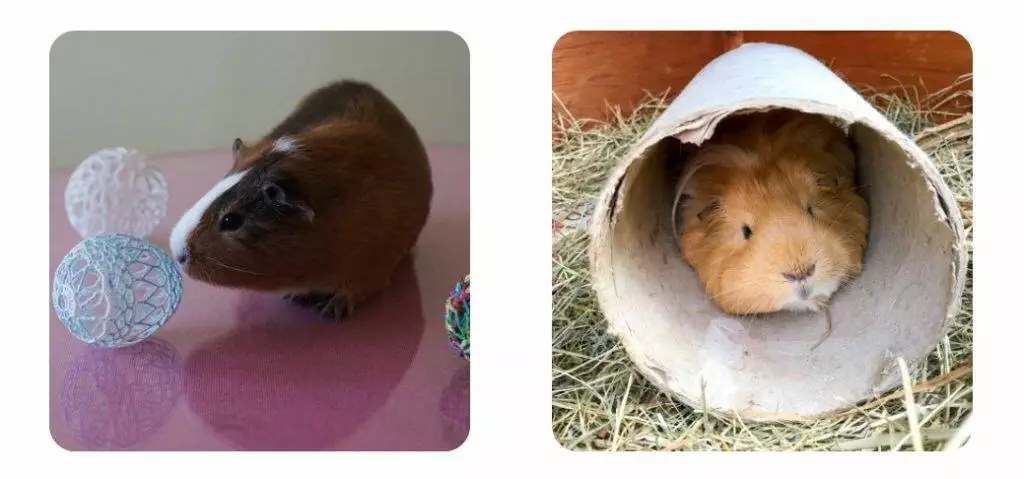 what toys do guinea pigs like to play with?