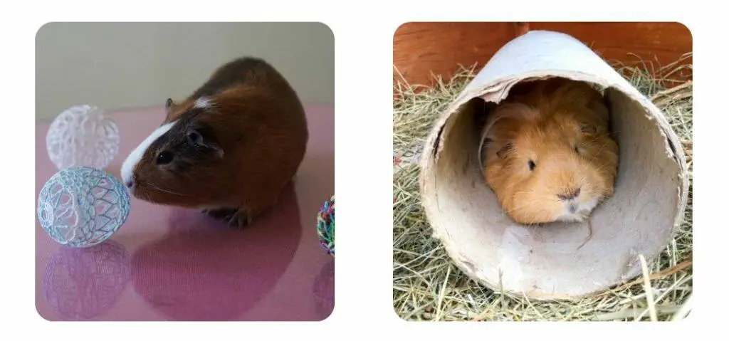 what toys do guinea pigs like to play with?