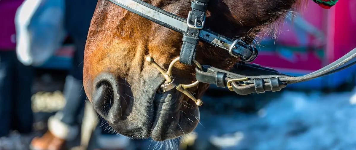 How To Choose A Horse Bit