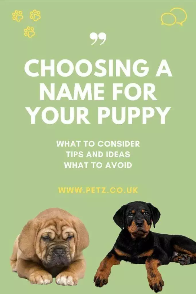 How To Choose Name For Your Puppy
