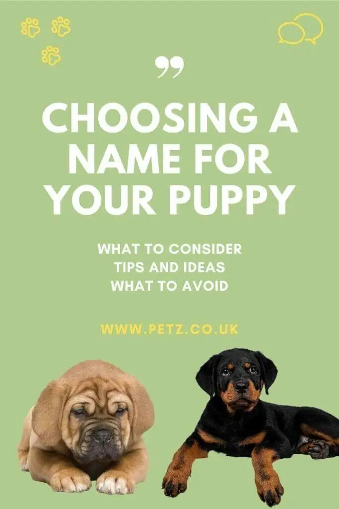 How To Choose Name For Your Puppy