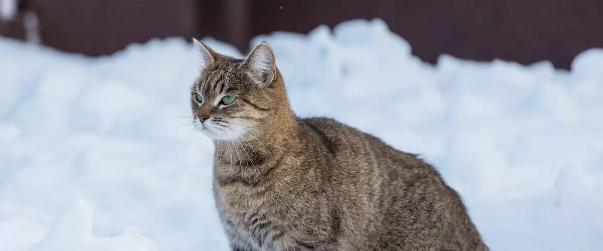 How To Help Cats In Winter Snow Cold