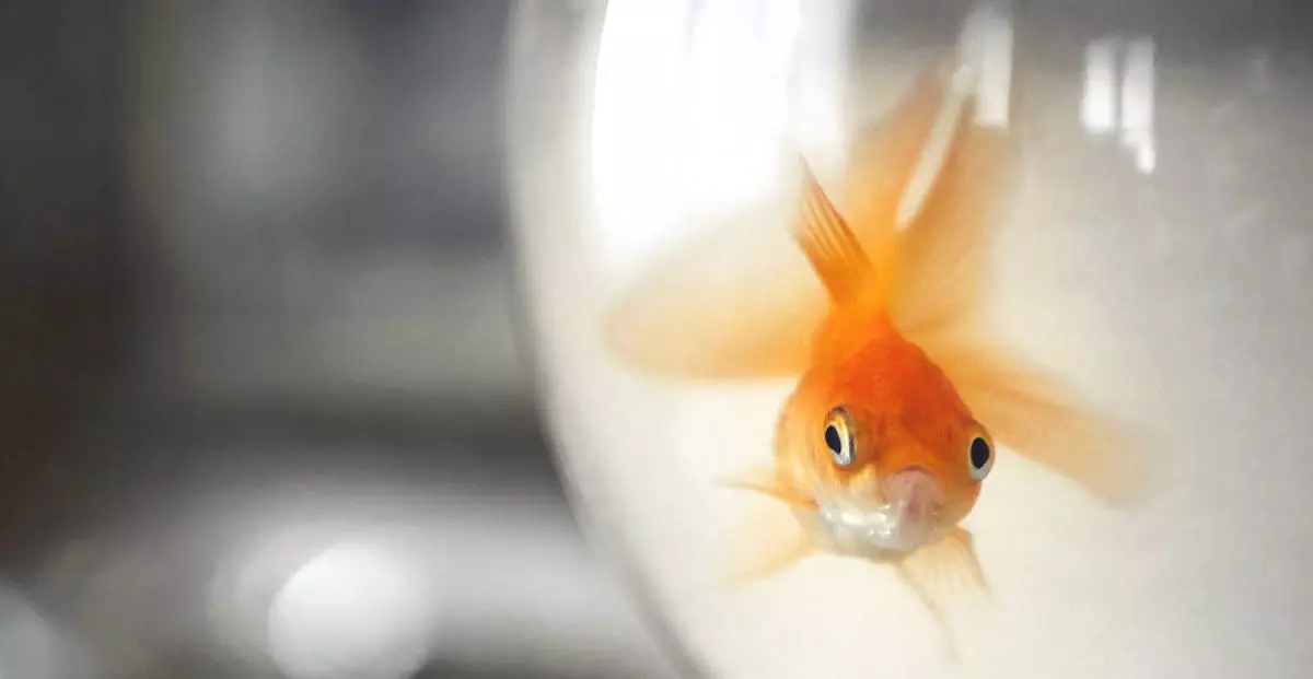 How To Look After Goldfish Cold Water Fish