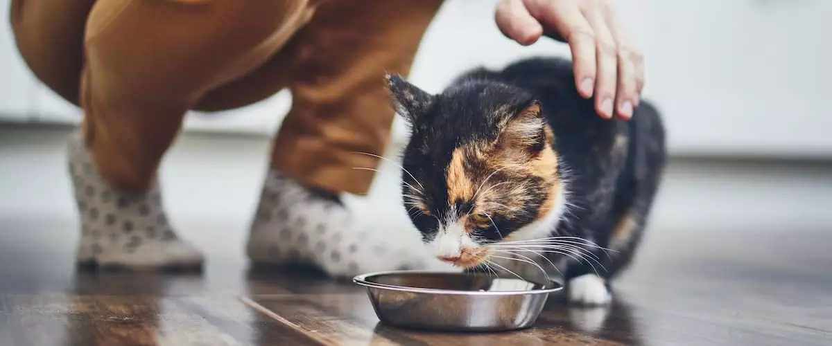 How To Stop Your Cat Being Fed Elsewhere