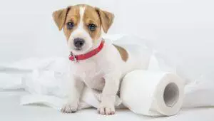 How To Toilet Train Your Puppy