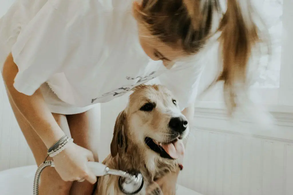 Labrador in a bath with his owner, who is showering him