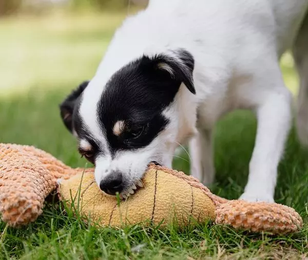 Jack russell dog chewing a soft toy