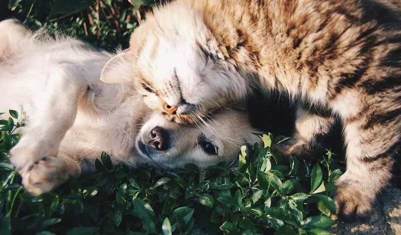 A dog and cat snuggling together