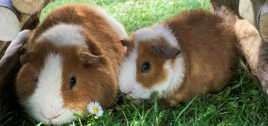 Is It Okay To Have Just One Guinea Pig