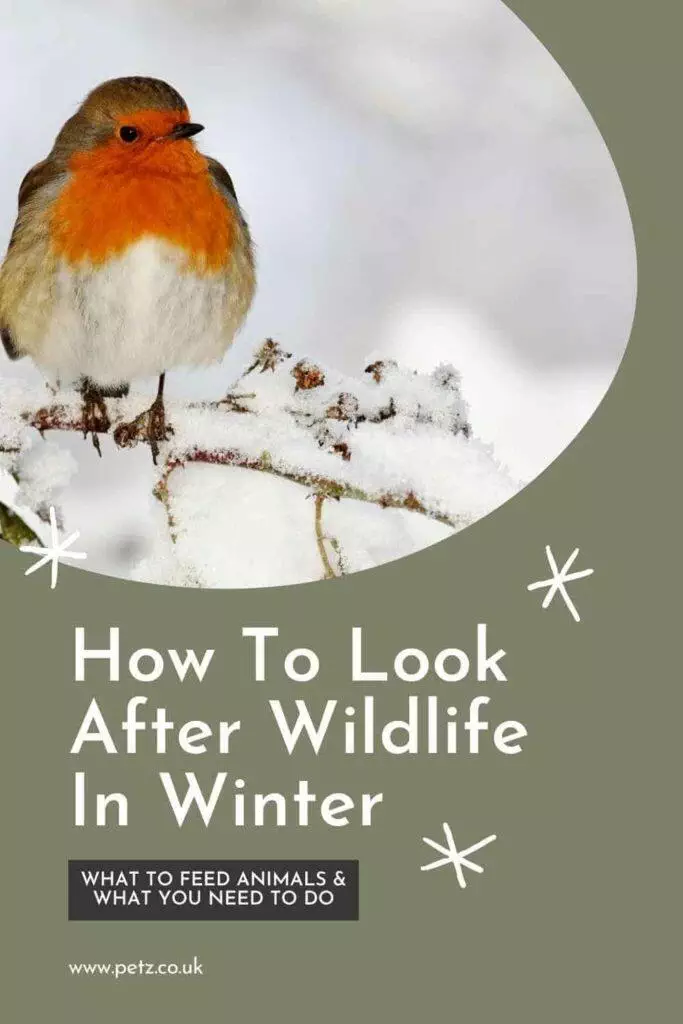 Looking After Wildlife In Winter