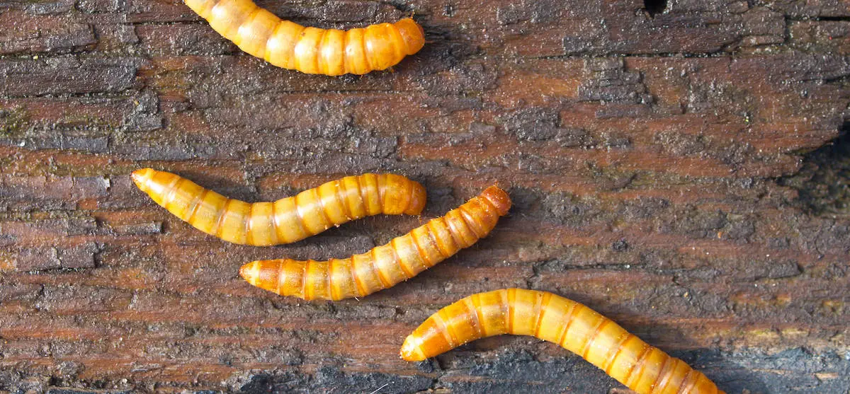 Mealworms food for insects