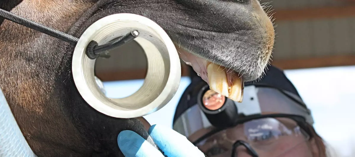Measuring For Horse Bit