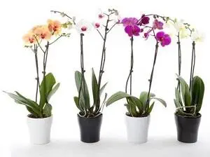 Moth Orchid