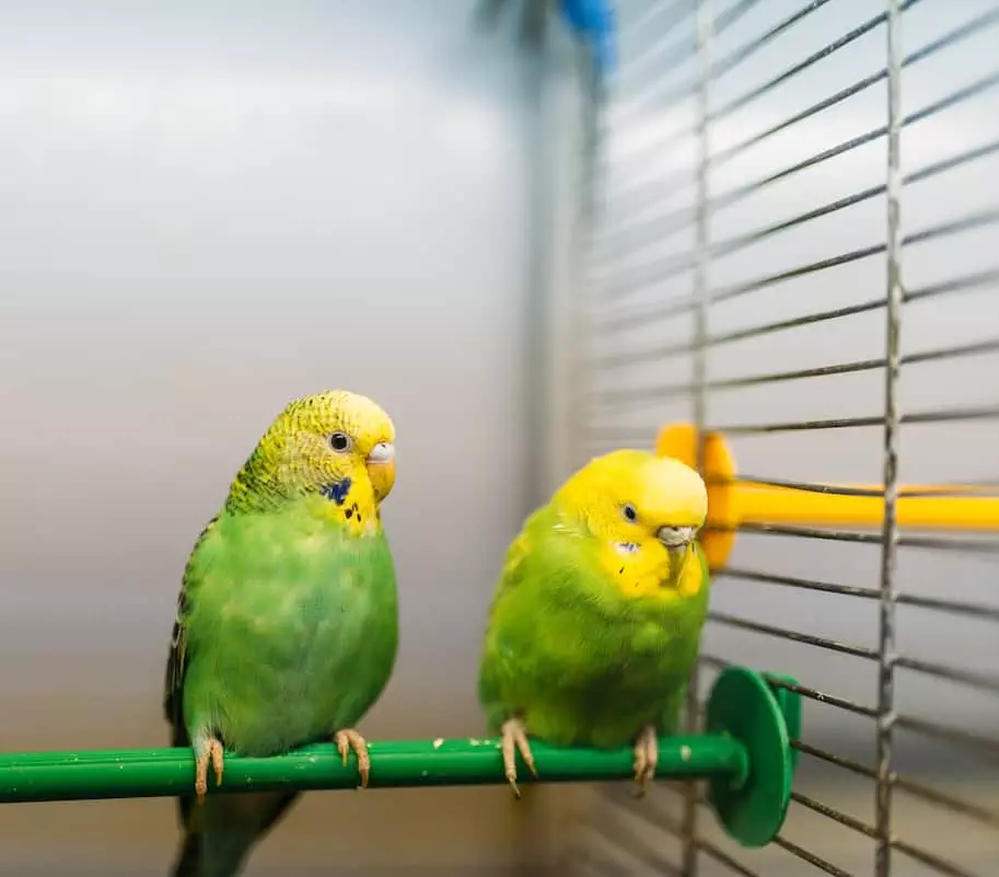 Parrot Care Tips Pairing