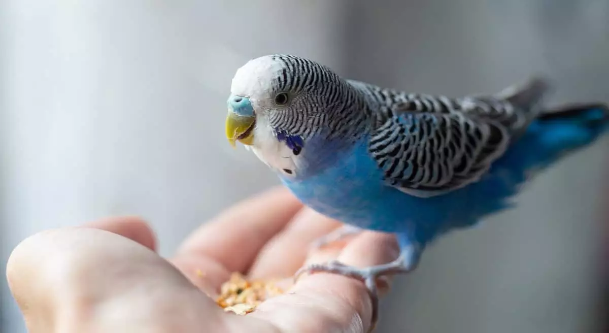 Parrot Handling Feeding Tips