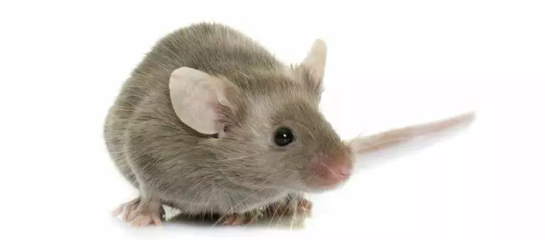 Pet Mice Care Guide Sheet