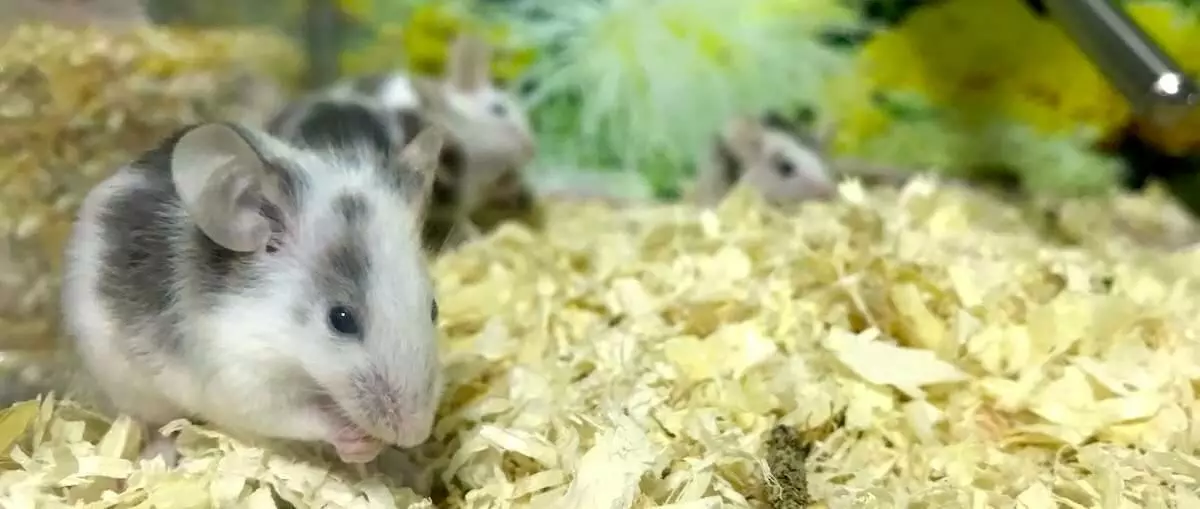 Pet Mouse Housing