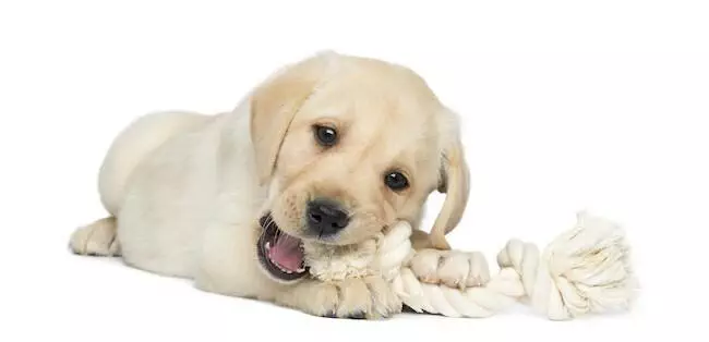 puppy teething care tips