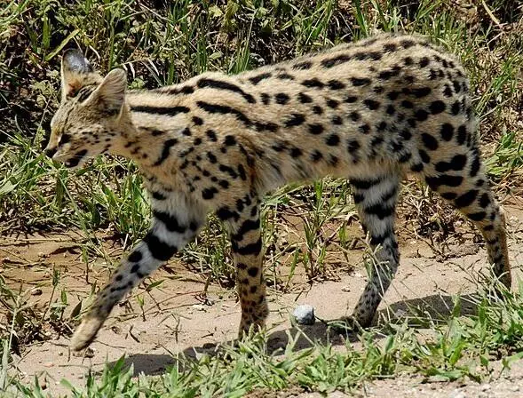 Serval African Wildcat