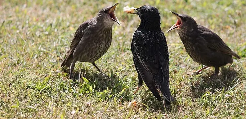 Starling Fledgling