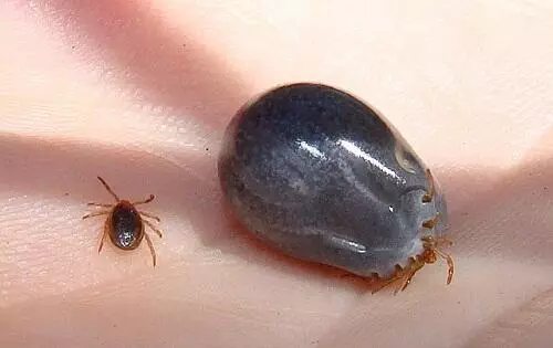 Tick before and after feeding