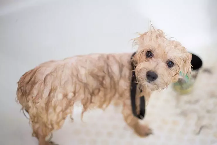 Small dog in the bath with wet fur