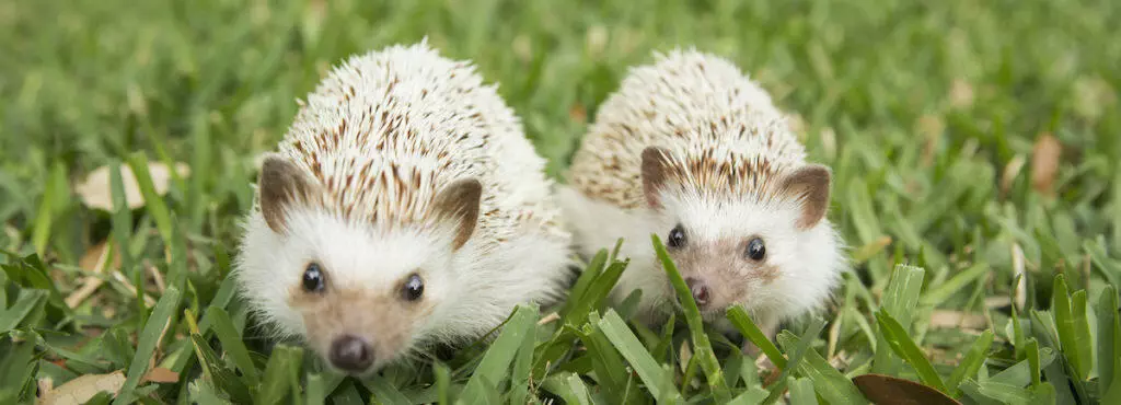 What Hedgehogs Eat