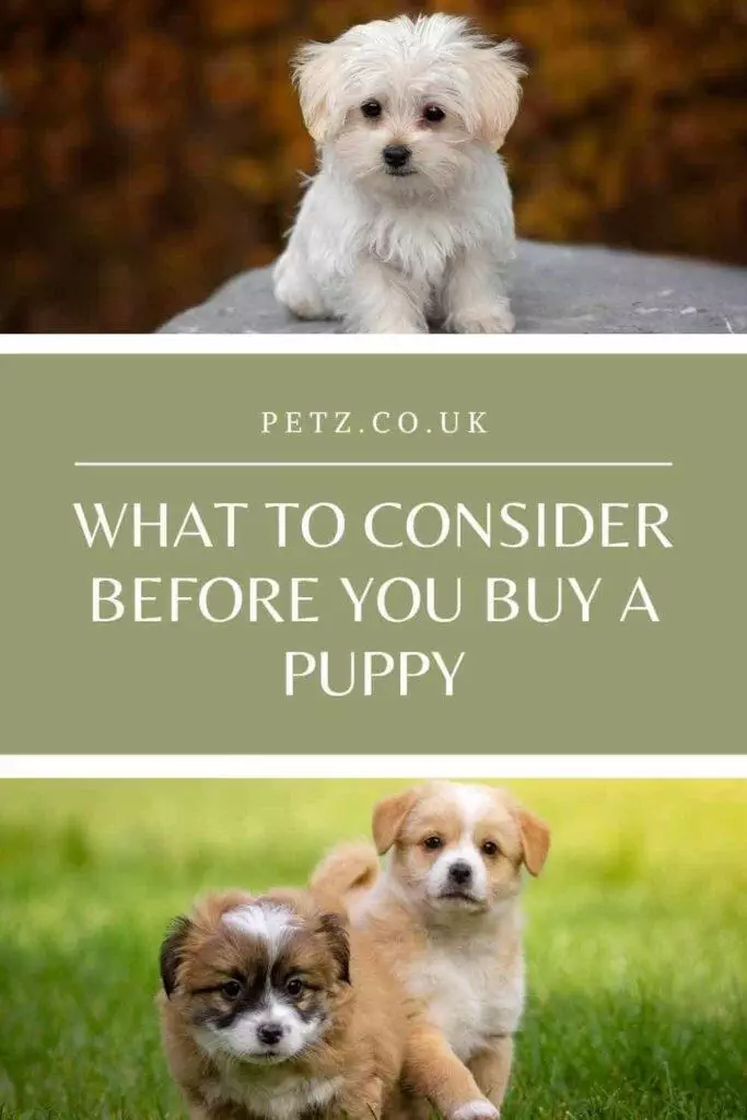 What To Consider Before Buying A Puppy