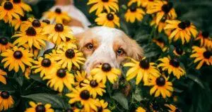 Dog in the middle of a garden of yellow flowers